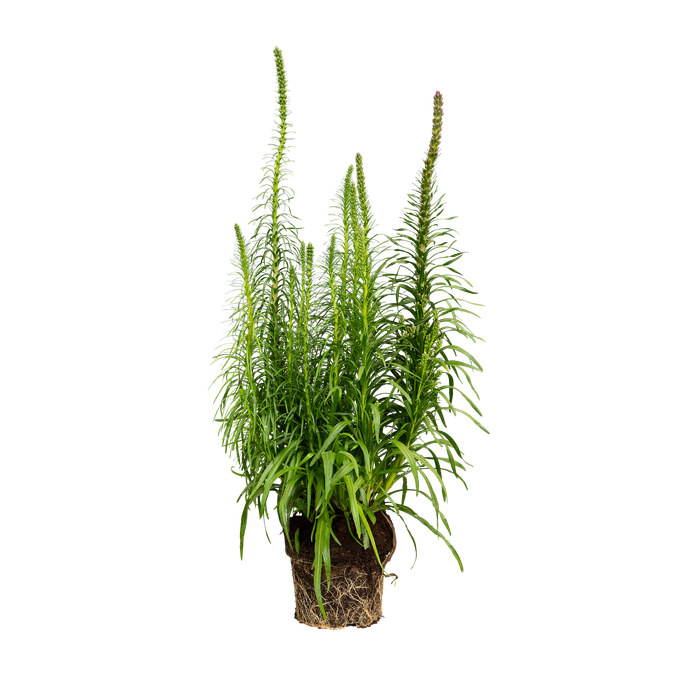 Liatris spicata